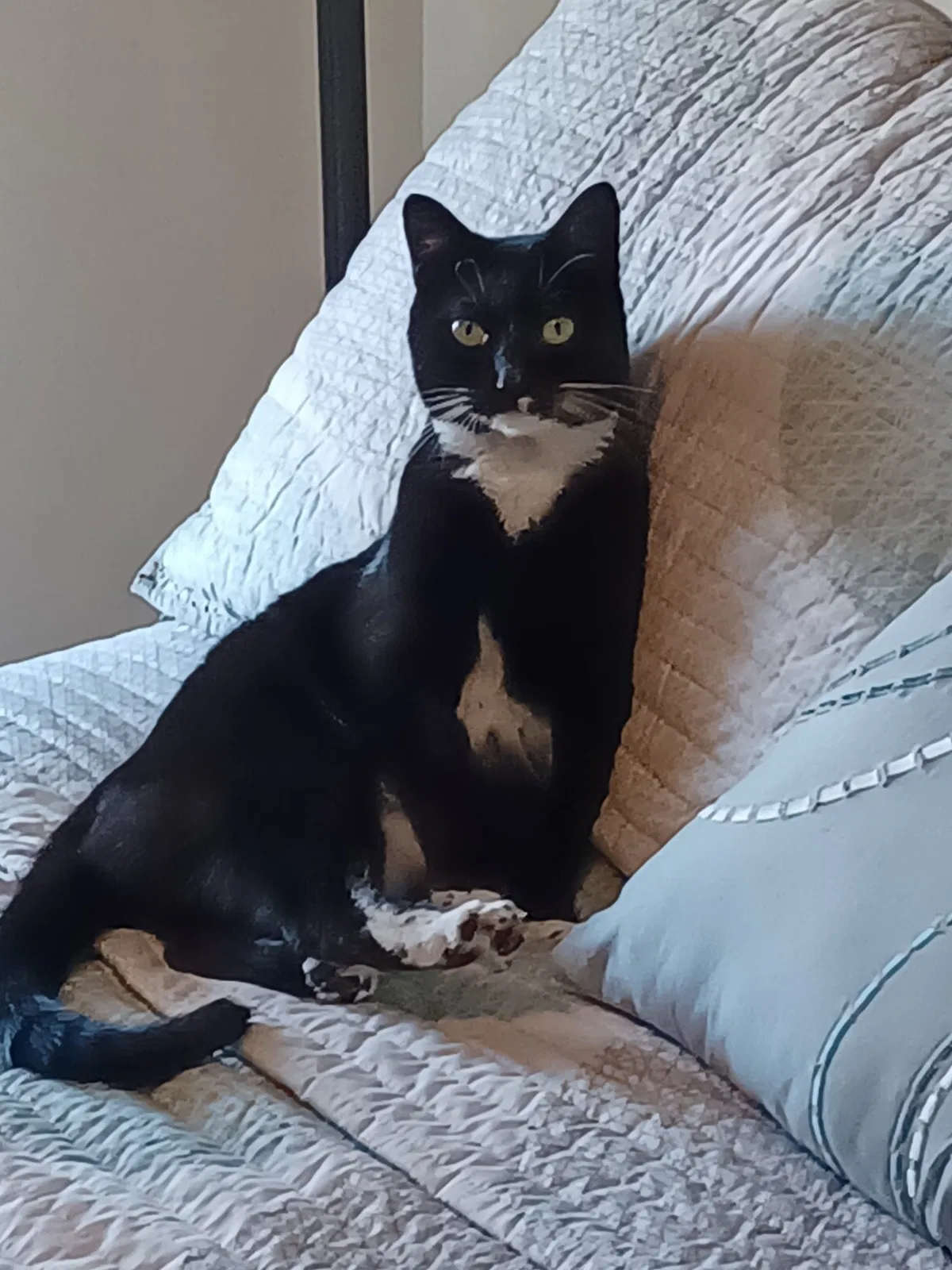 Lost cat in Miami, FL, 33183