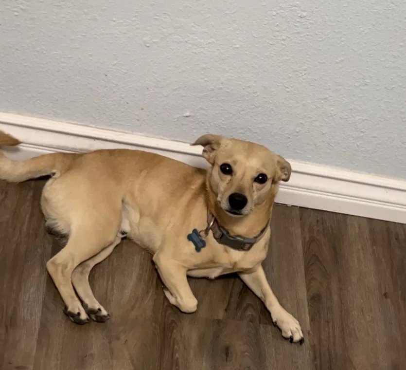 Lost dog in Los Angeles, CA, 90022