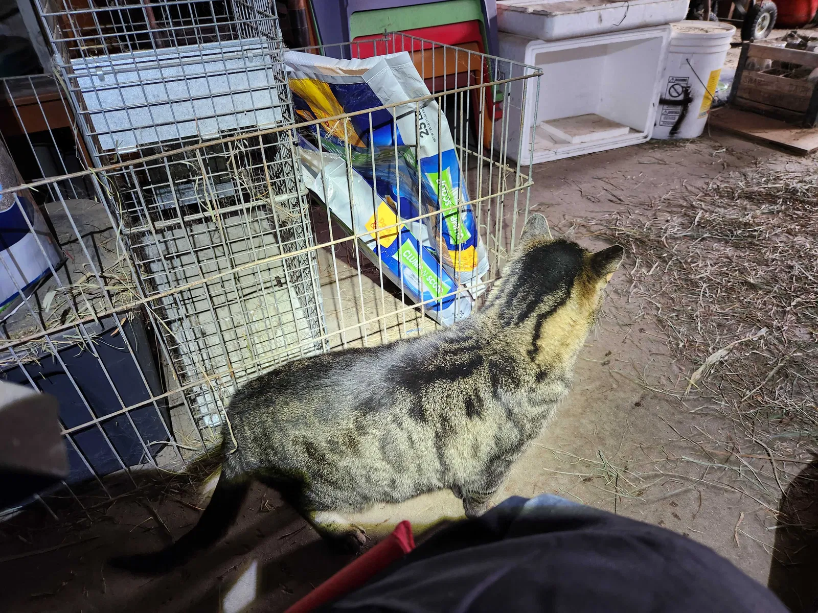 Found cat in Falmouth, MI, 49632