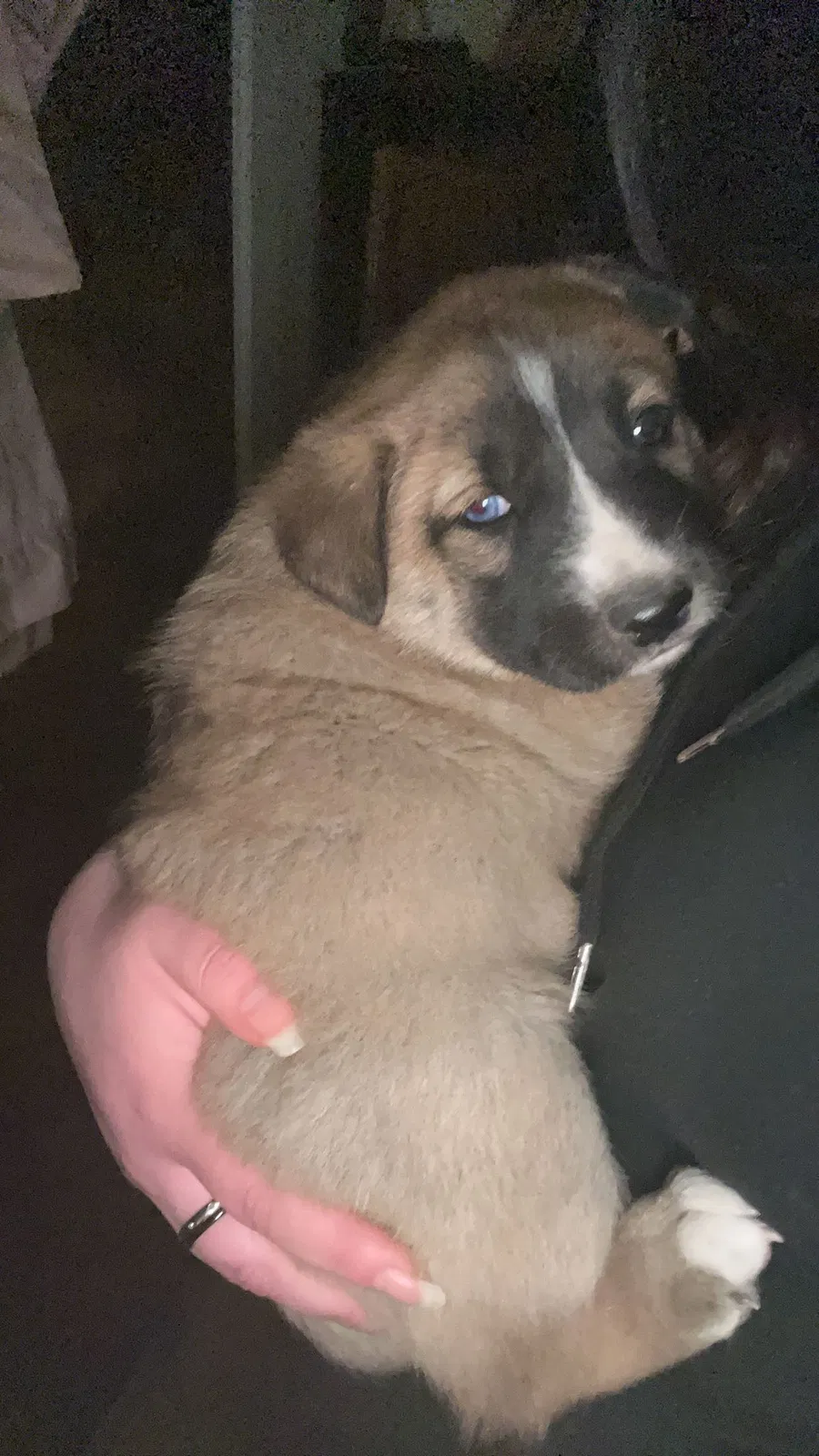 Lost dog in Albuquerque, NM, 87102