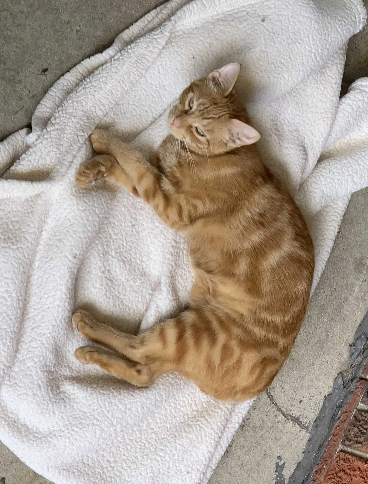 Lost cat in Hermitage, PA, 16148