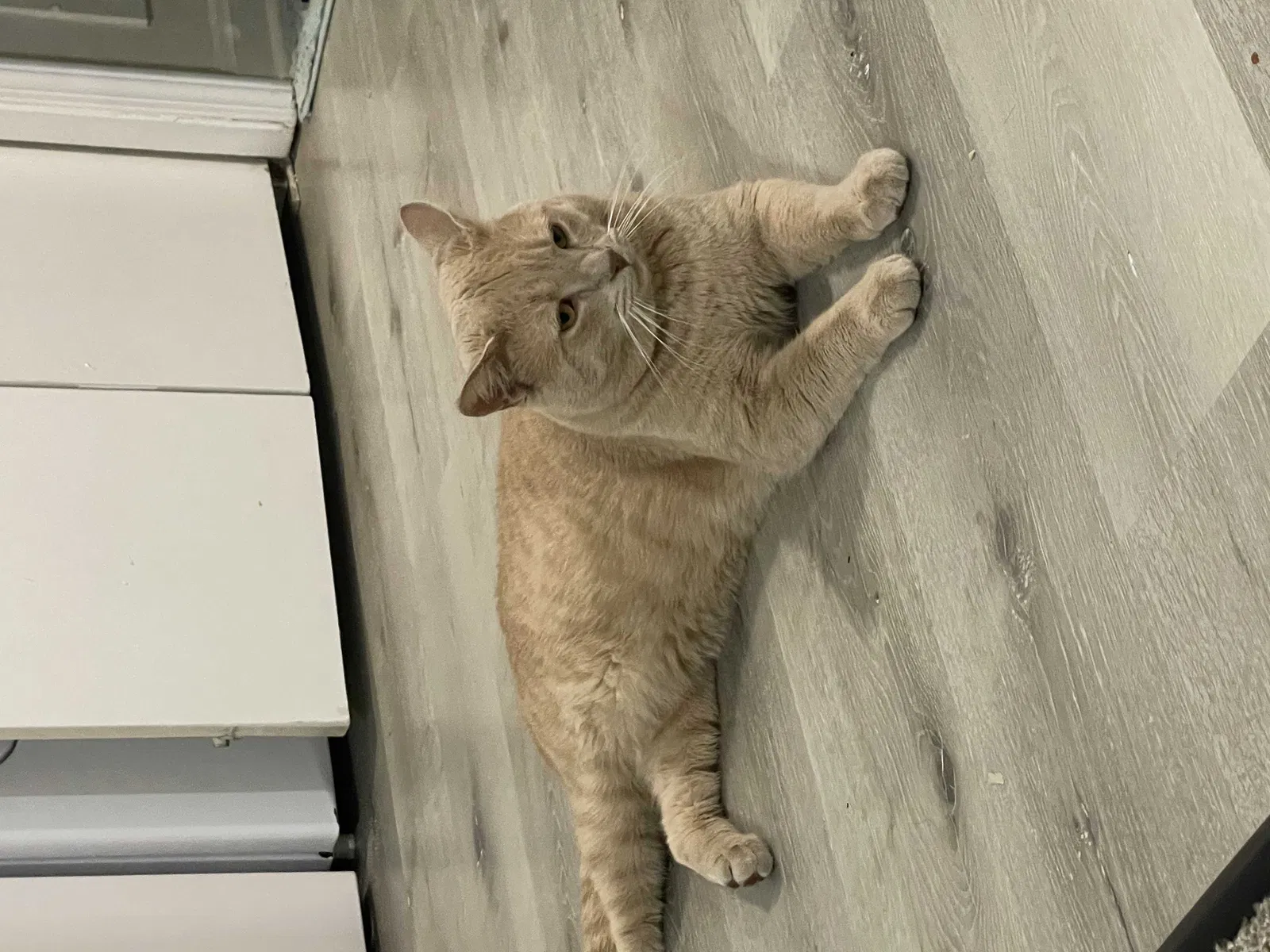 Lost cat in Louisville, KY, 40291