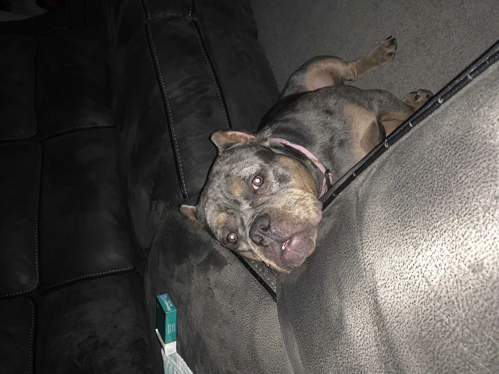 Lost dog in Macon, GA, 31206