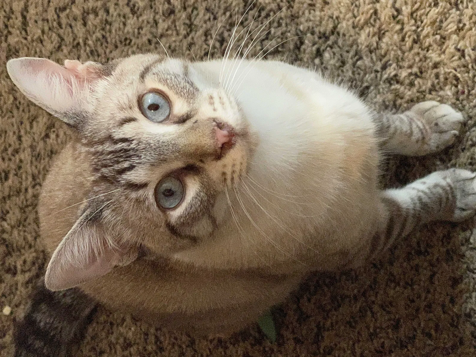 Lost cat in San Angelo, TX, 76904