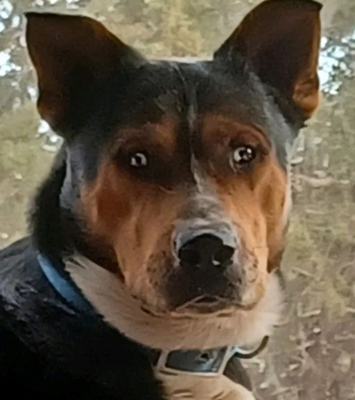 Lost dog in Williams, AZ, 86046