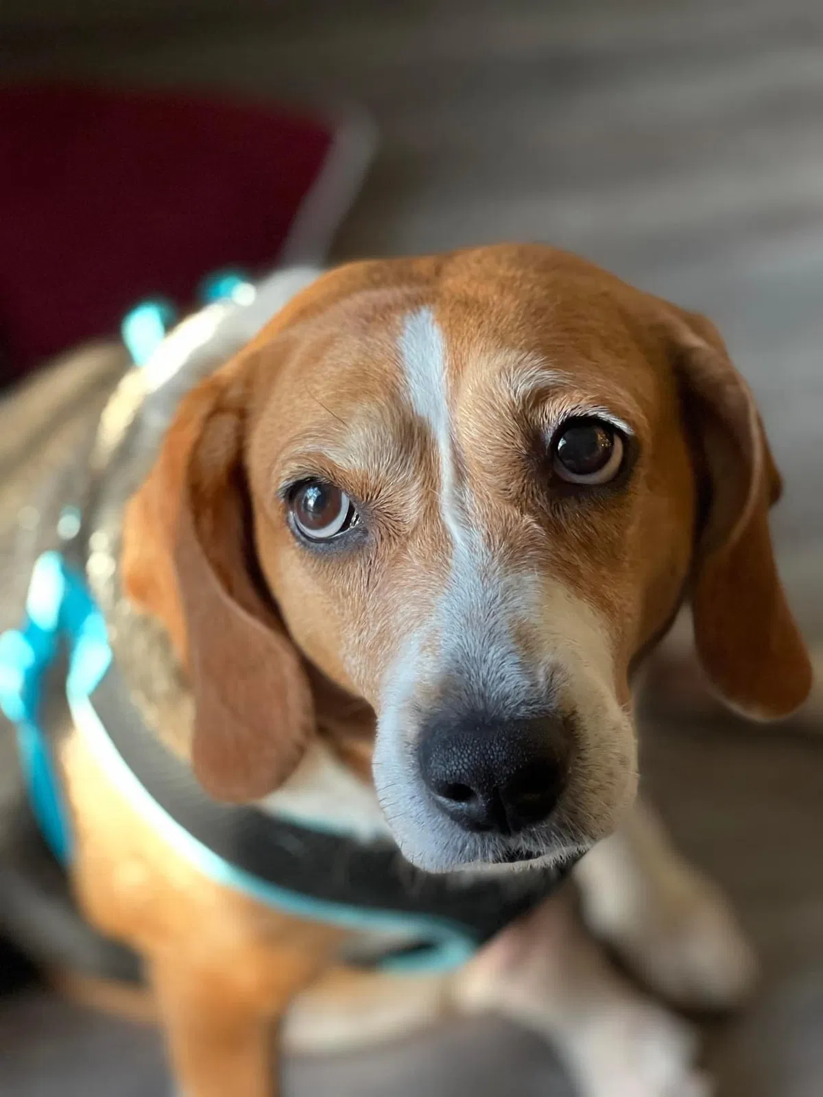 Lost dog in Plant City, FL, 33567