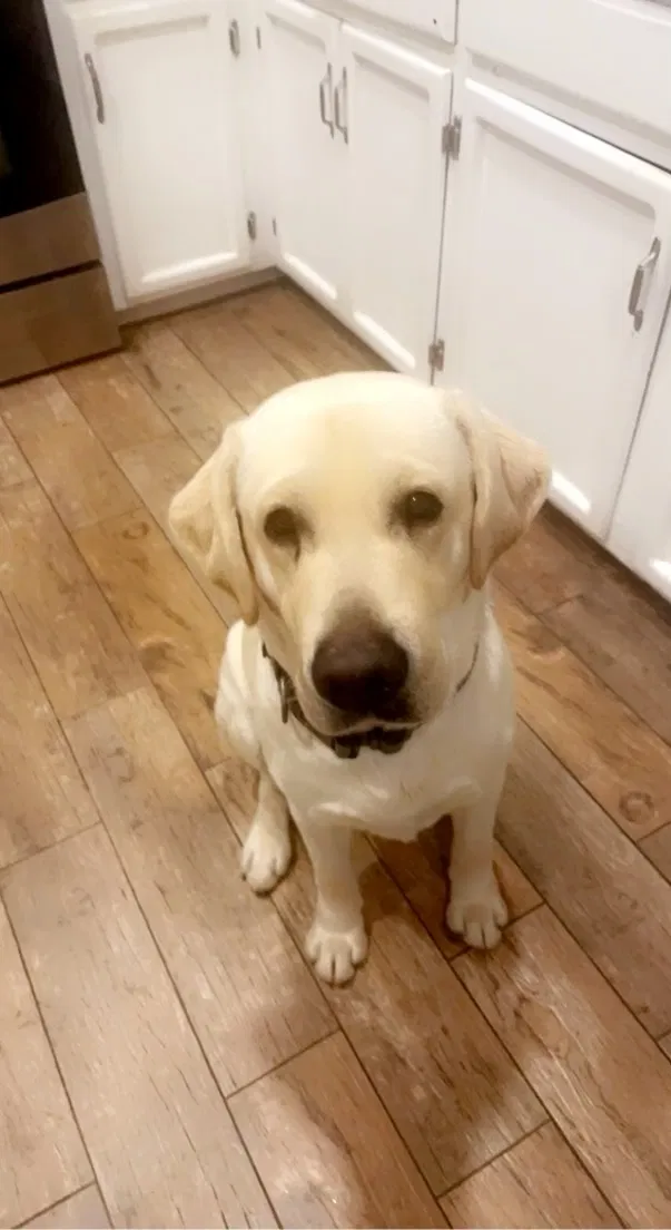 Lost dog in Tucson, AZ, 85743