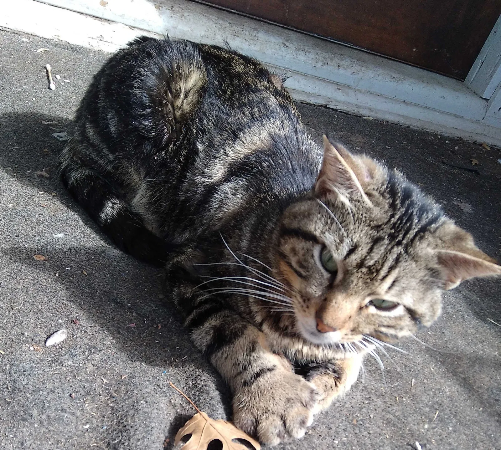 Lost cat in Dallas, TX, 75211