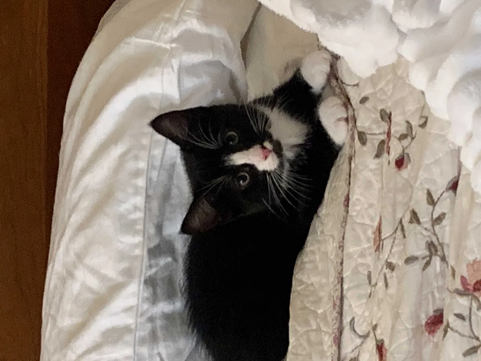 Lost cat in Fairfield, CA, 94534