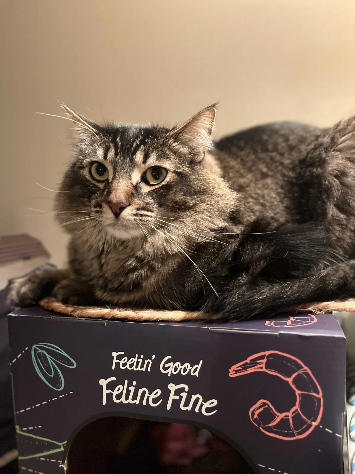 Lost cat in Canoga Park, CA, 91304