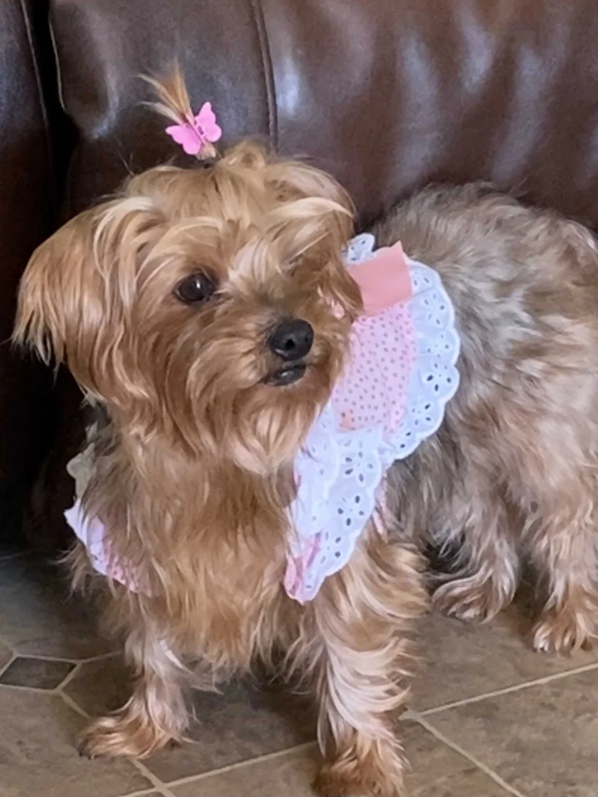 Lost dog in Abbeville, LA, 70510