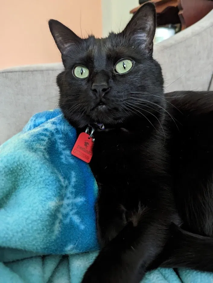 Lost cat in Minneapolis, MN, 55423