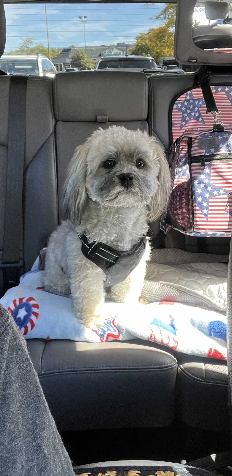Lost dog in East Hartford, CT, 6108