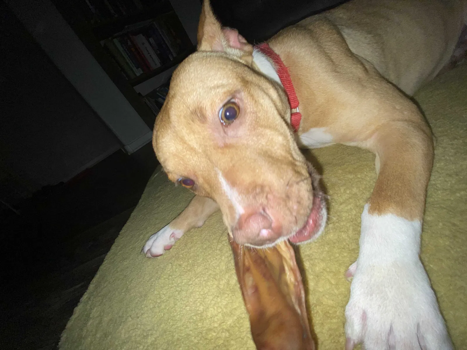 Lost dog in Las Vegas, NV, 89121