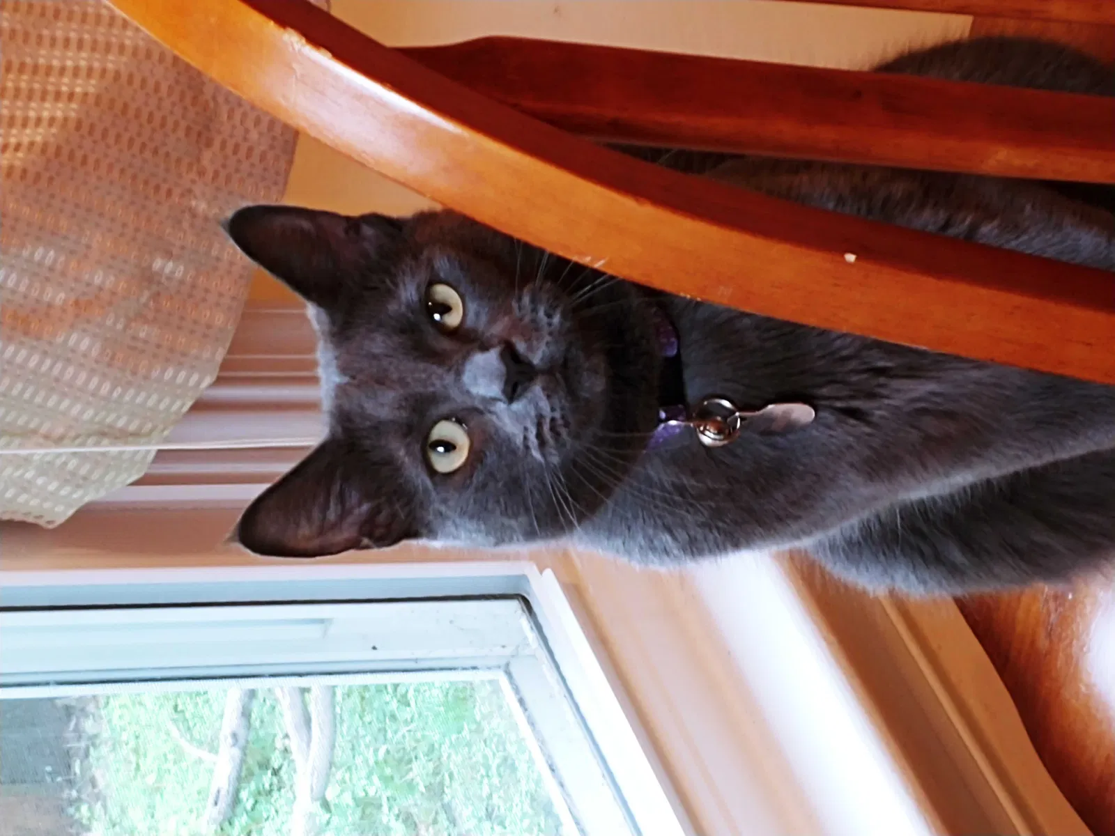 Lost cat in Virginia Beach, VA, 23456