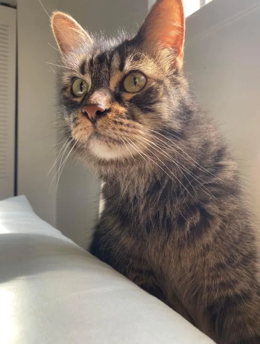 Lost cat in Delray Beach, FL, 33484