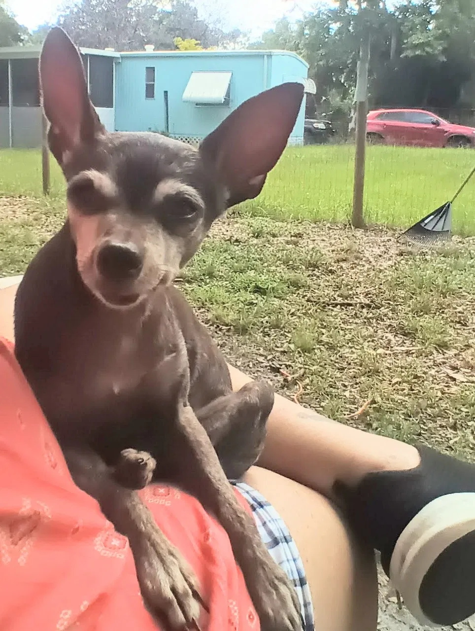 Lost dog in Oklahoma City, OK, 73109