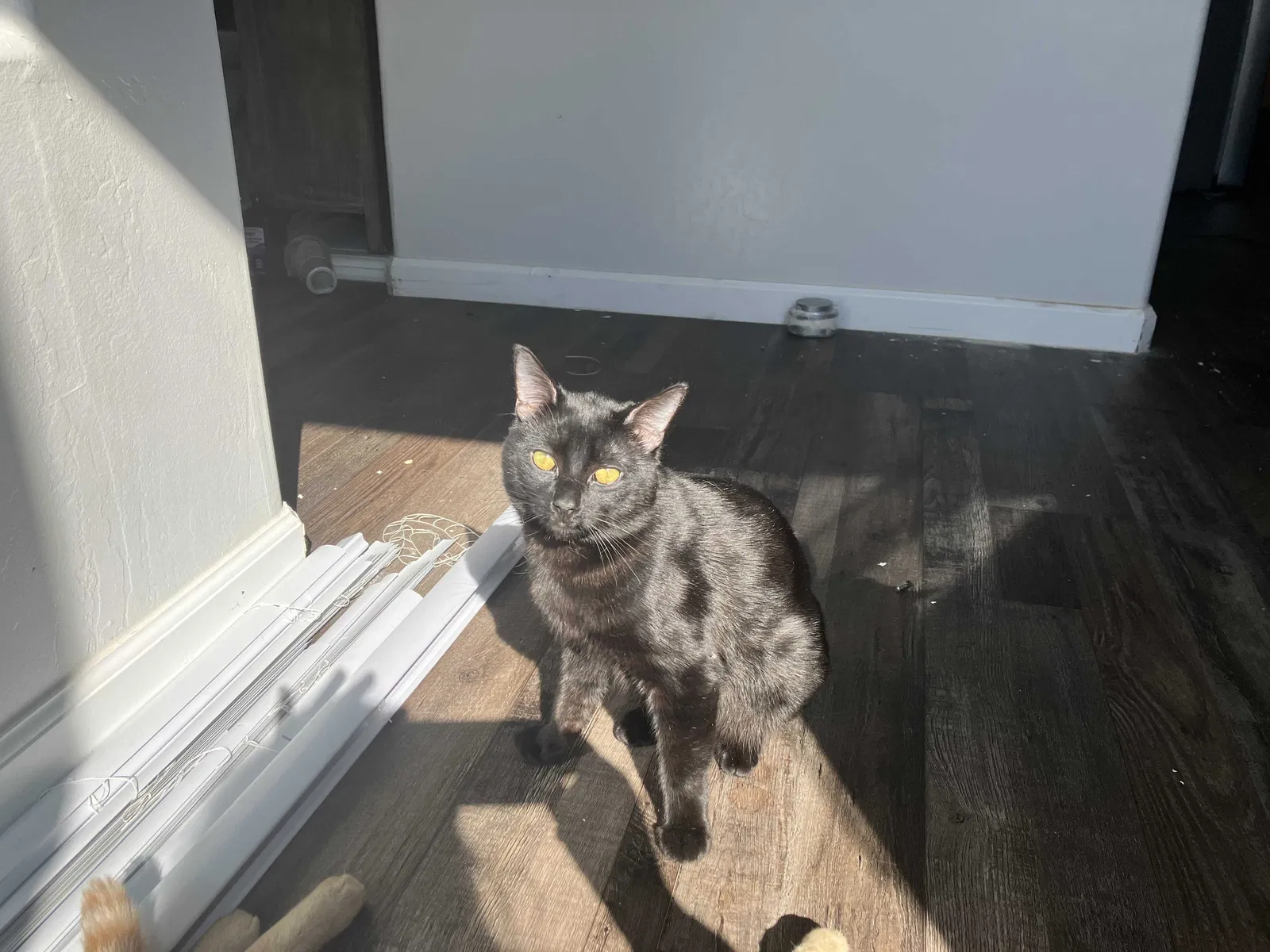 Lost cat in Georgetown, CA, 95634