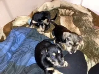 Found dog in Prather, CA, 93651