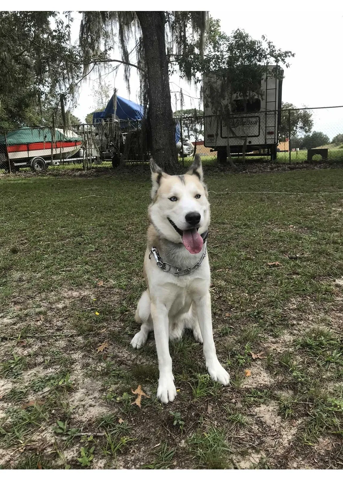 Lost dog in Beverly Hills, FL, 34465
