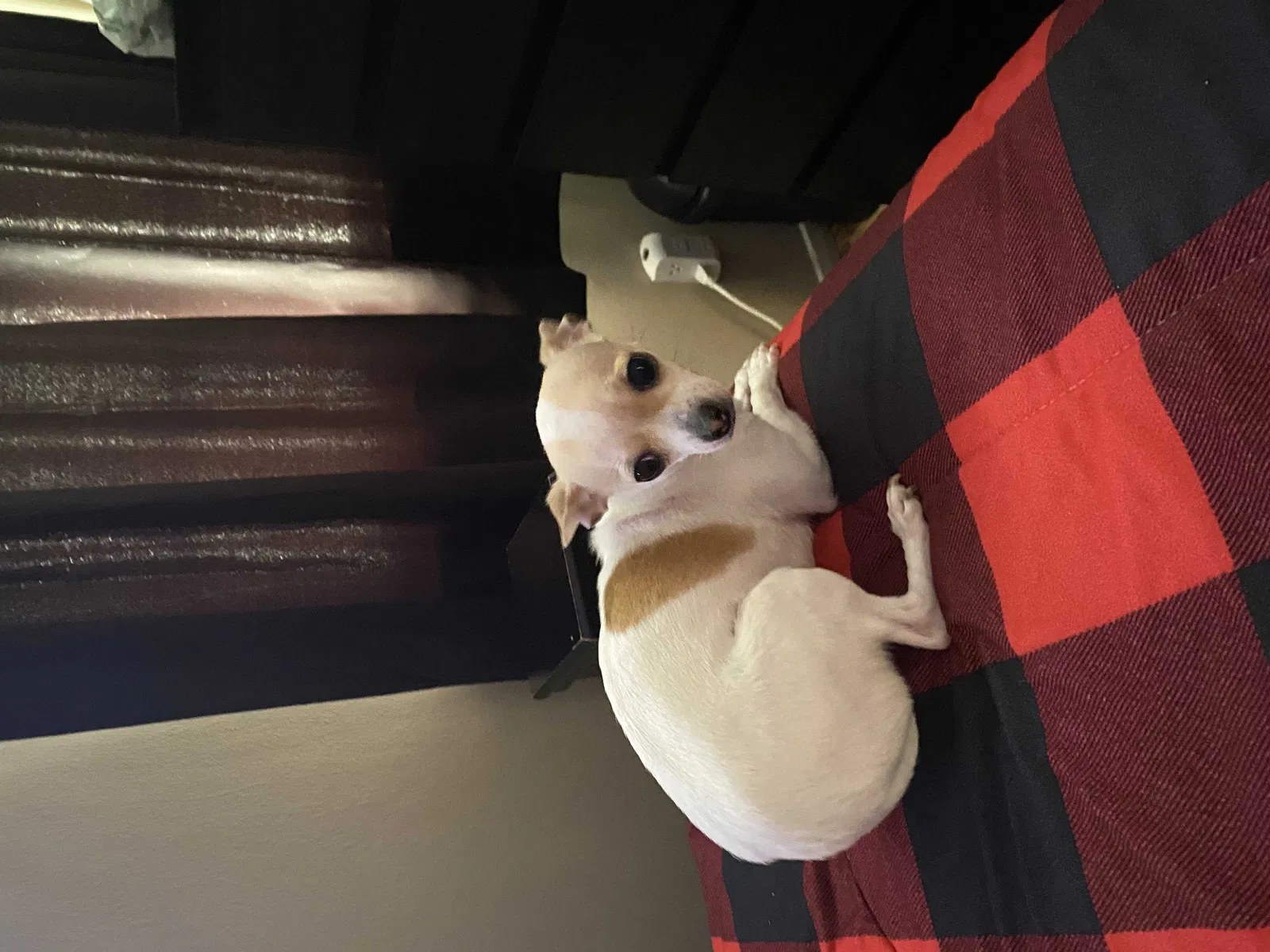 Lost dog in Cincinnati, OH, 45240
