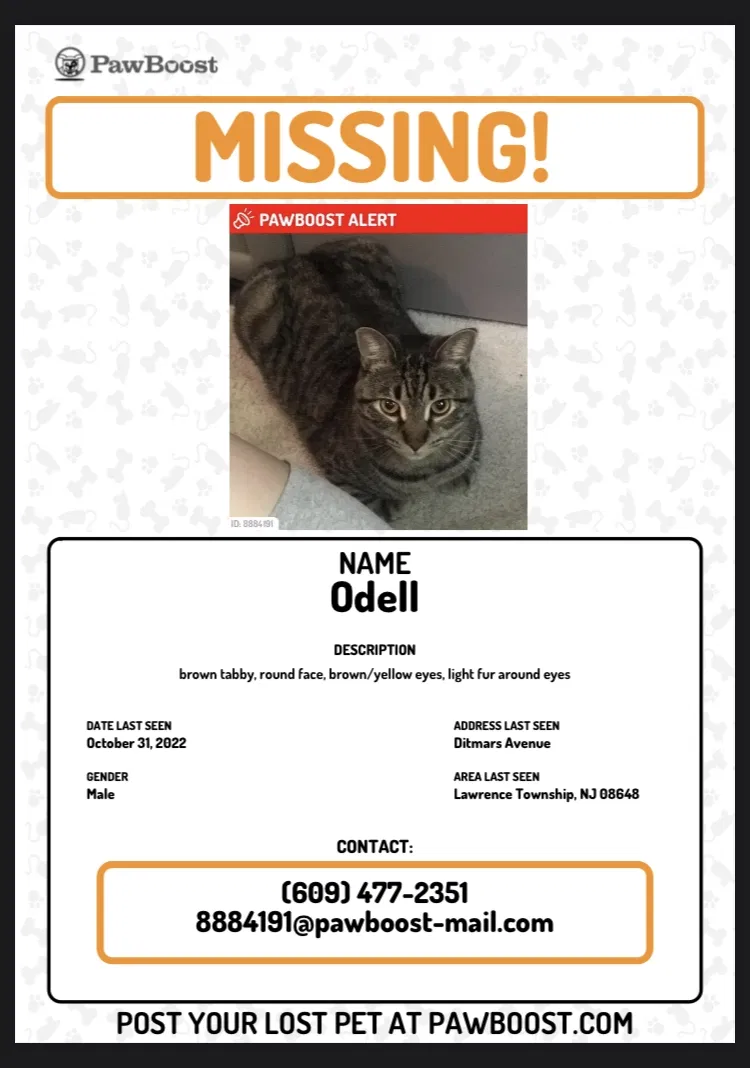Lost cat in Lawrence Township, NJ, 8648