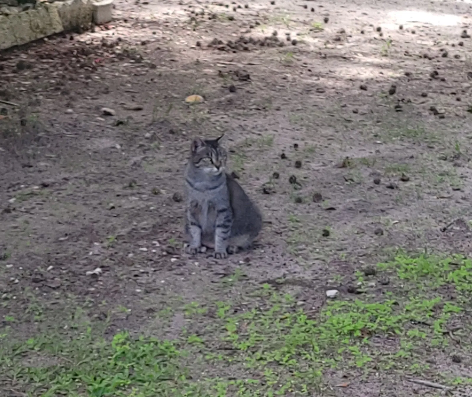 Lost cat in Zephyrhills, FL, 33540