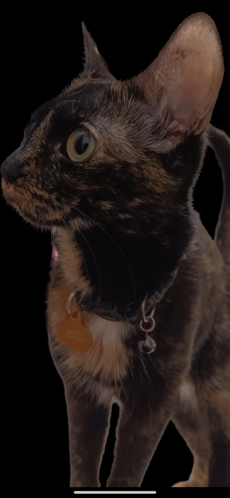 Lost cat in Glendora, CA, 91741