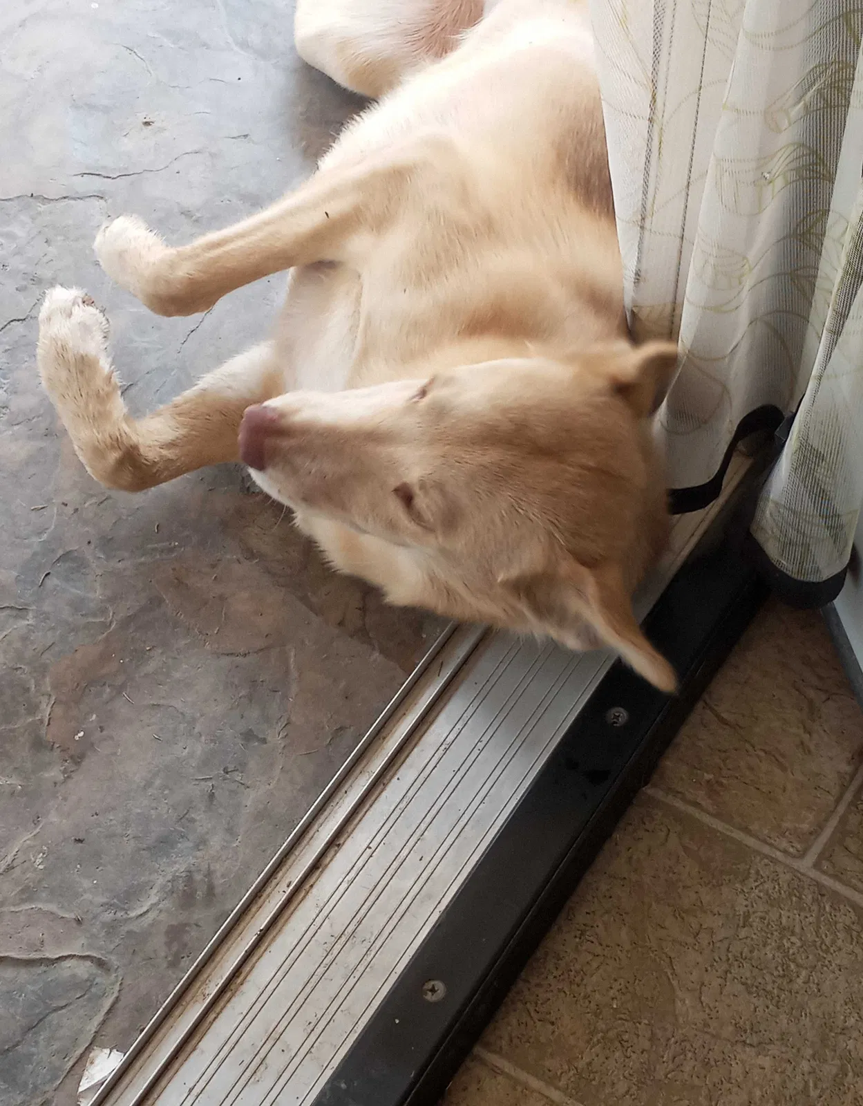 Lost dog in Bakersfield, CA, 93309