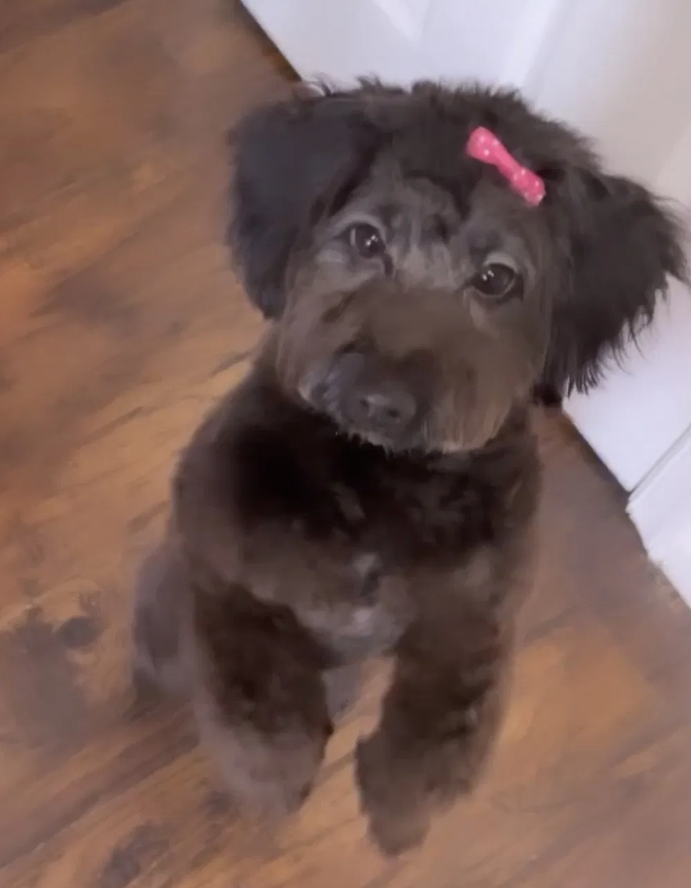 Lost dog in Baltimore, MD, 21215