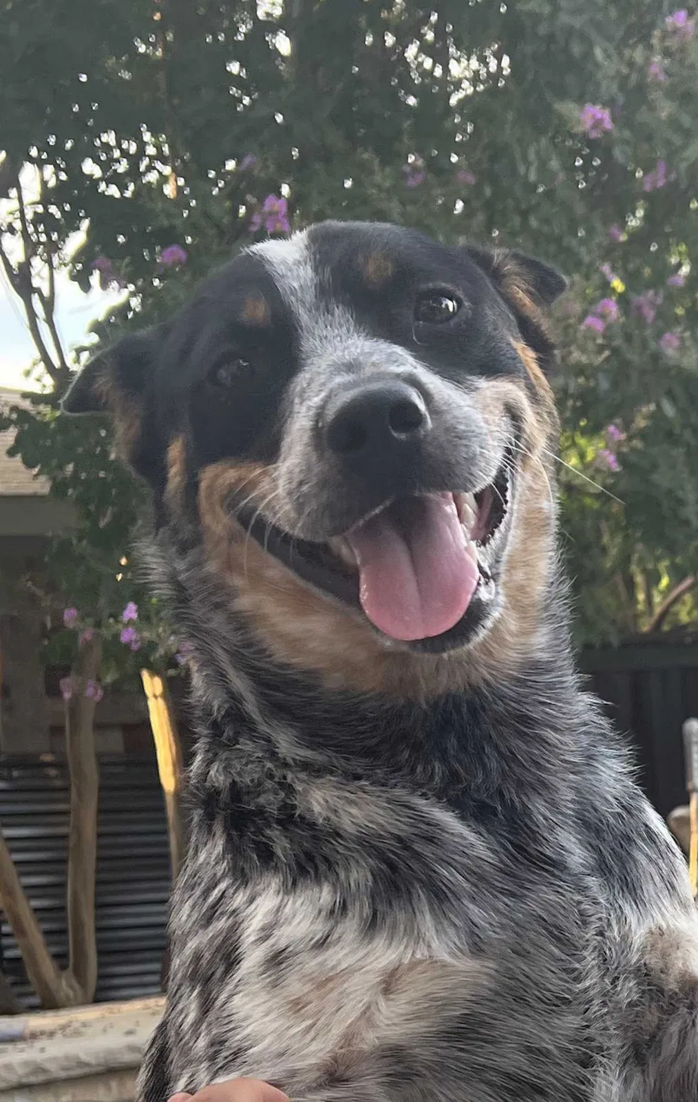 Lost dog in Dallas, TX, 75227