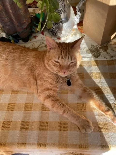 Lost cat in Whittier, CA, 90606