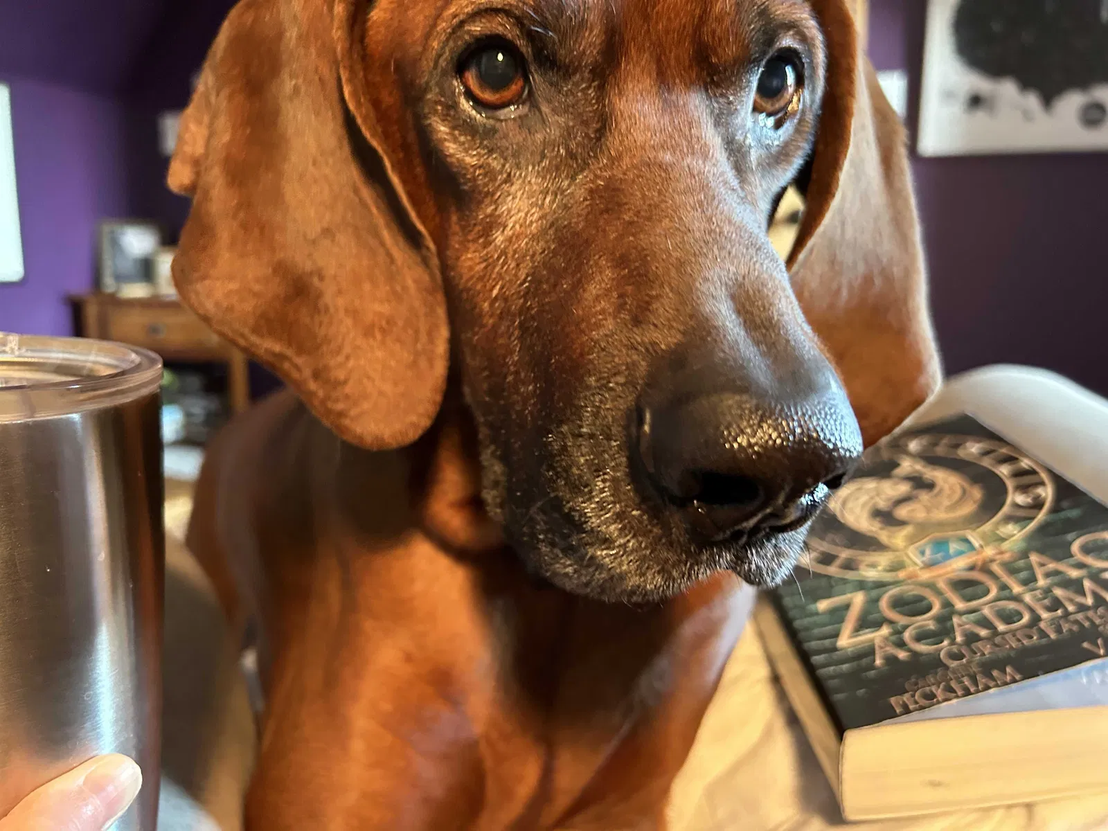 Lost dog in Newton, IA, 50208