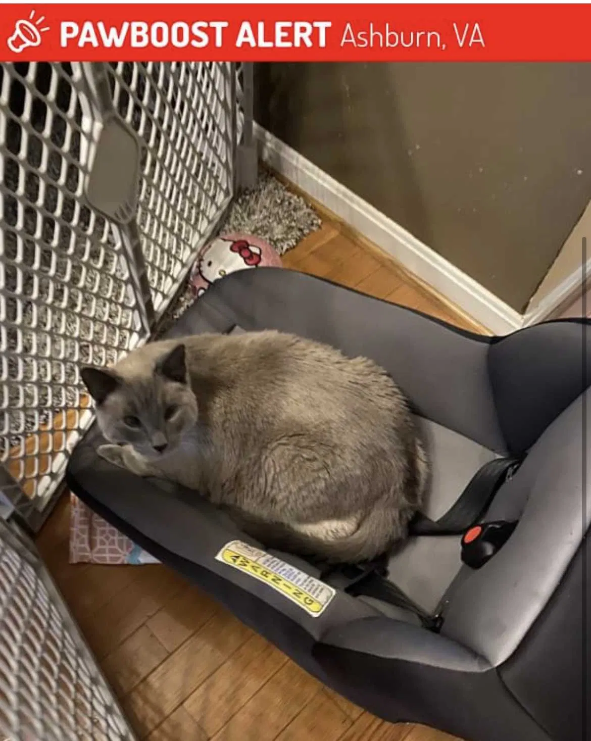 Lost cat in Ashburn, VA, 20148