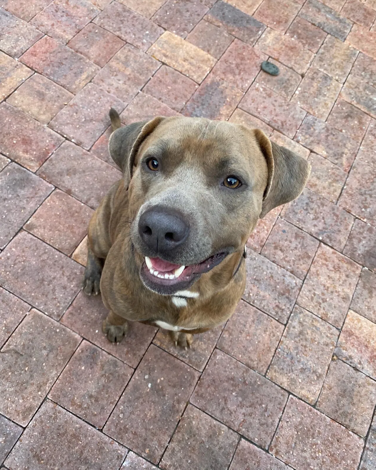 Lost dog in Bradenton, FL, 34208