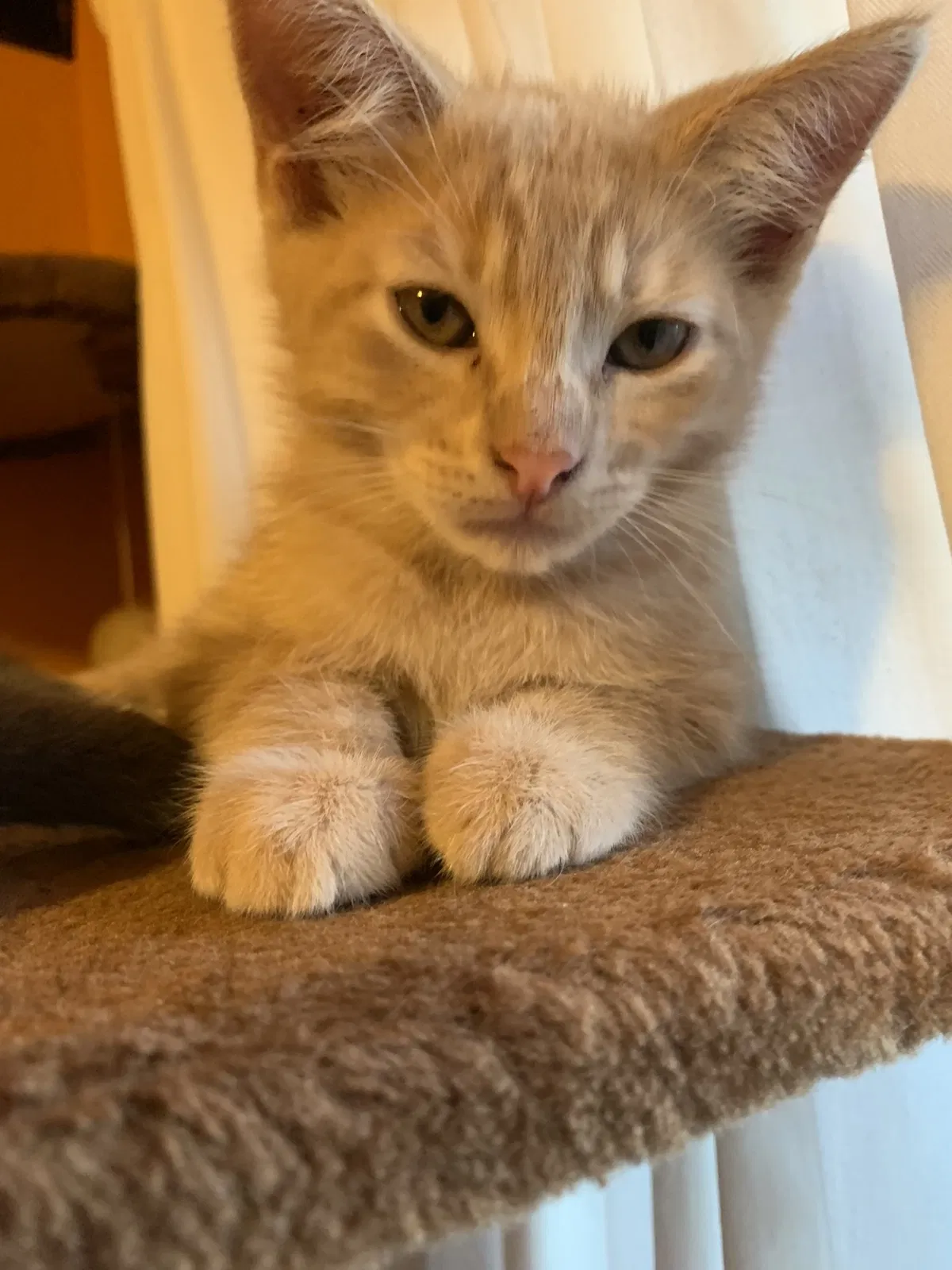 Lost cat in Gresham, OR, 97080