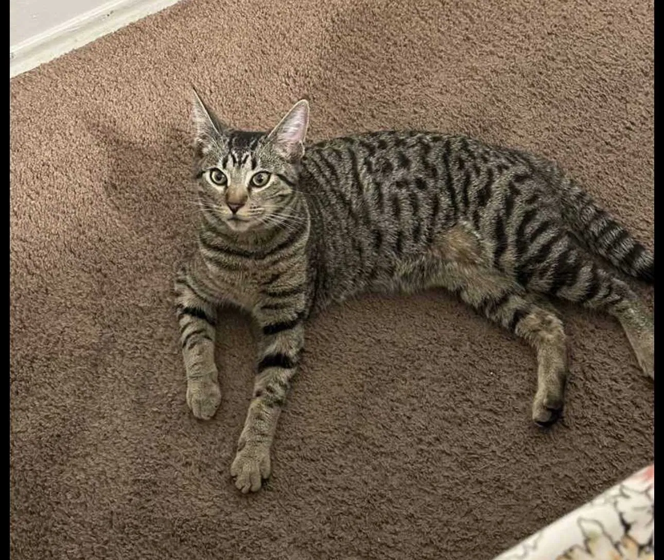 Lost cat in Vista, CA, 92084