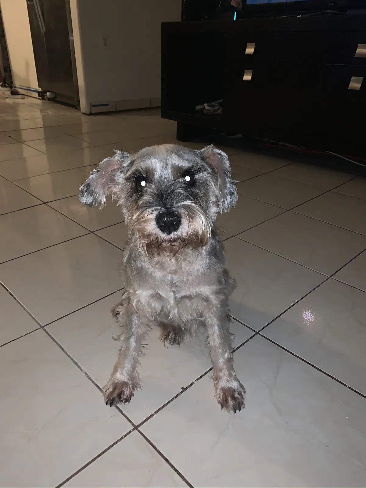 Lost dog in Homestead, FL, 33030