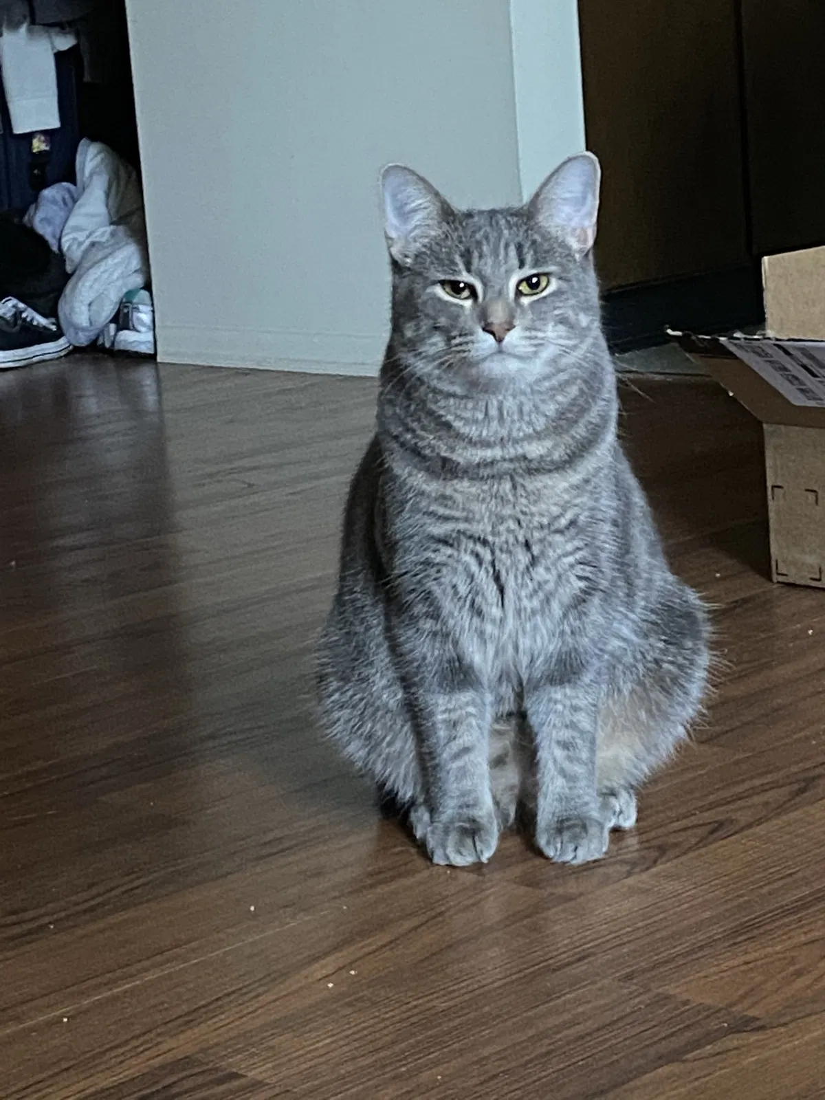 Lost cat in New Haven, IN, 46774