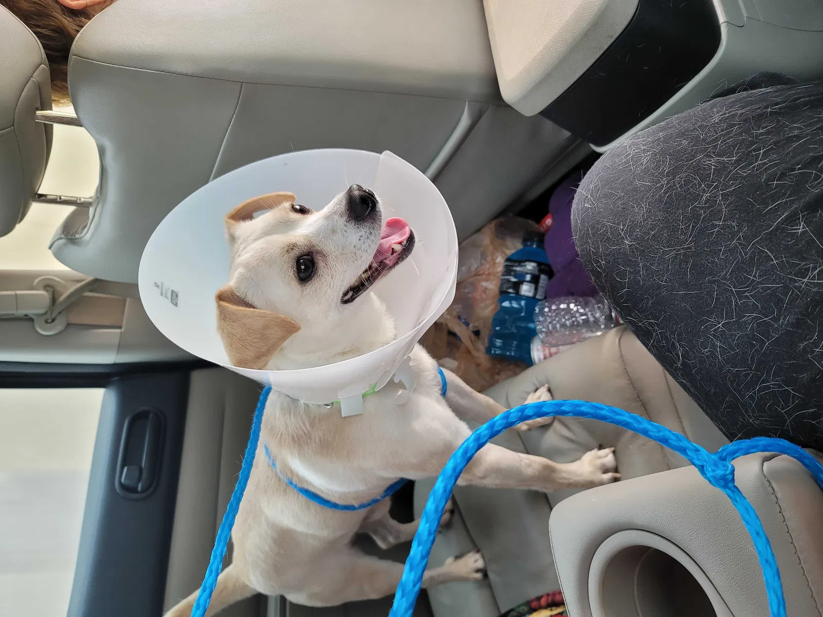 Lost dog in Houston, TX, 77064