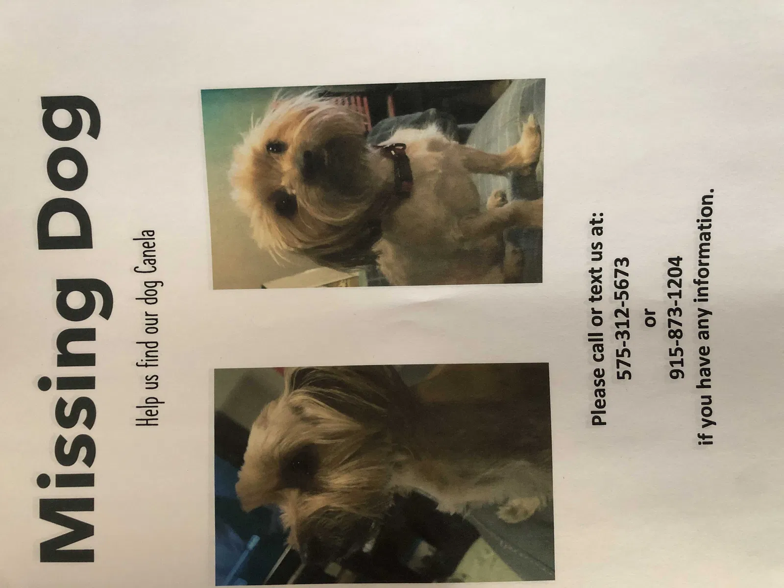 Lost dog in El Paso, TX, 79924
