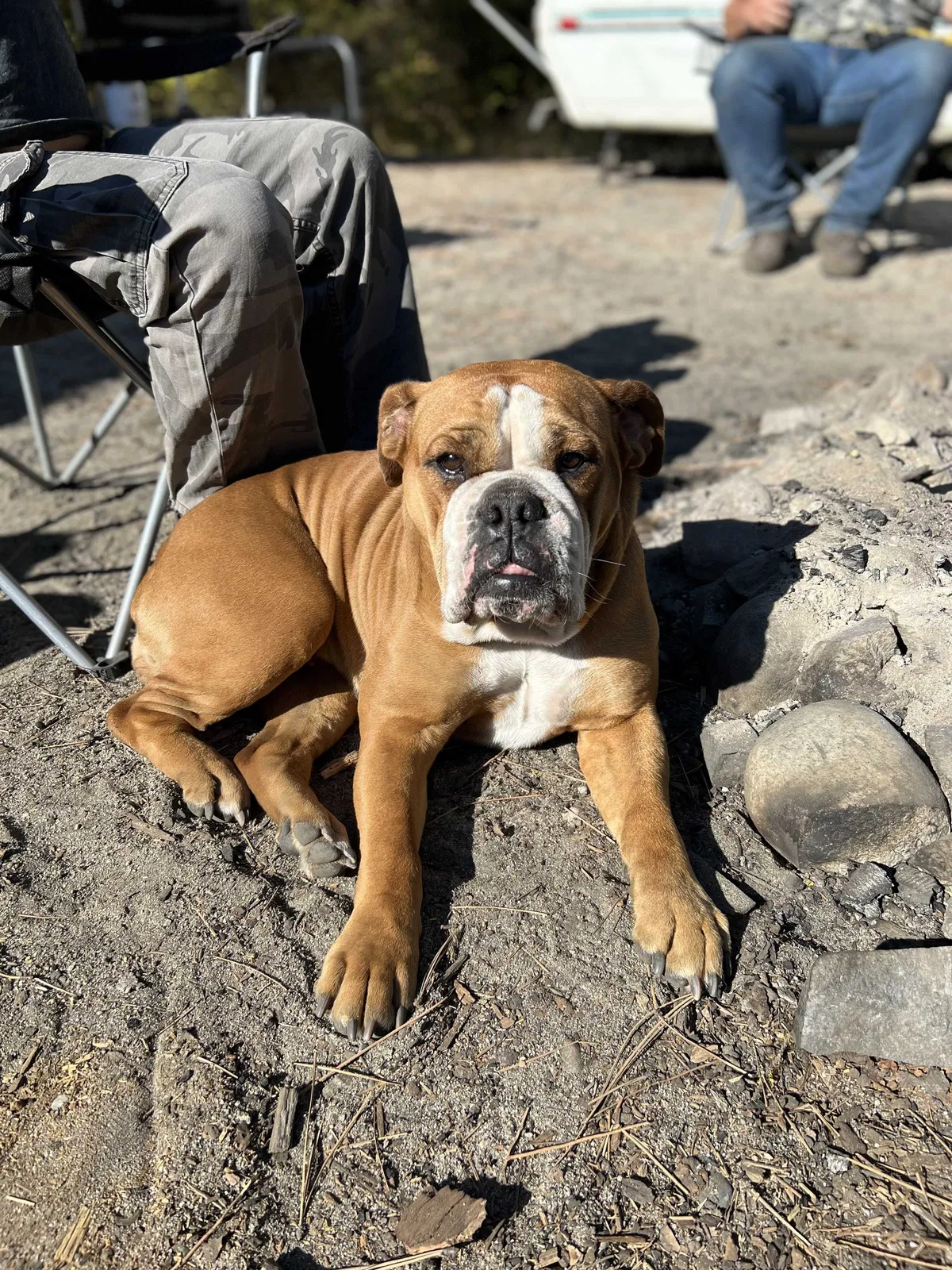 Lost dog in Caldwell, ID, 83605