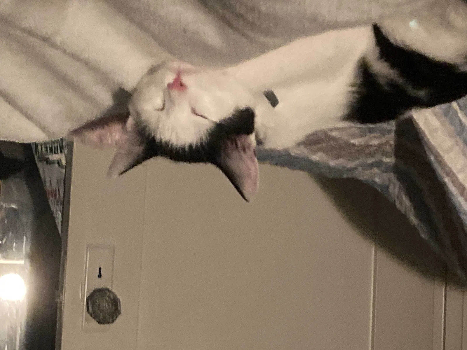 Lost cat in Orange, CA, 92869