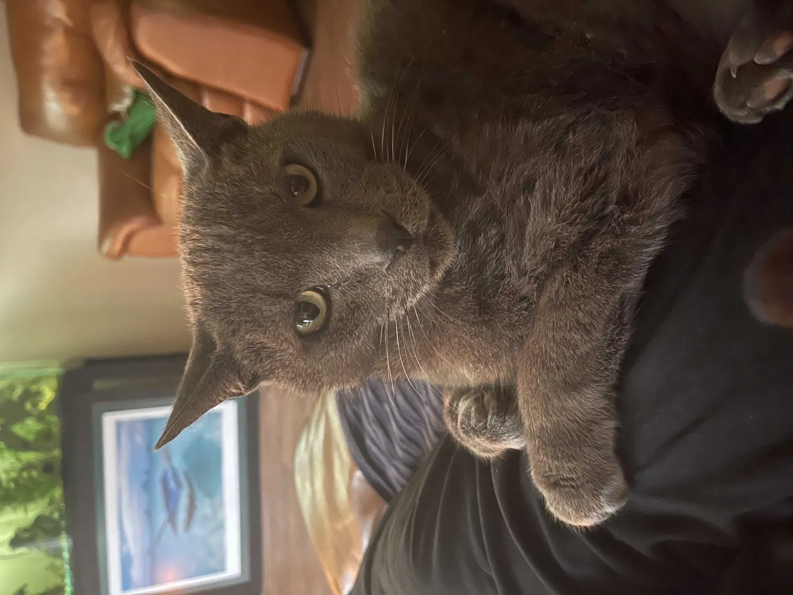 Lost cat in Portland, OR, 97224