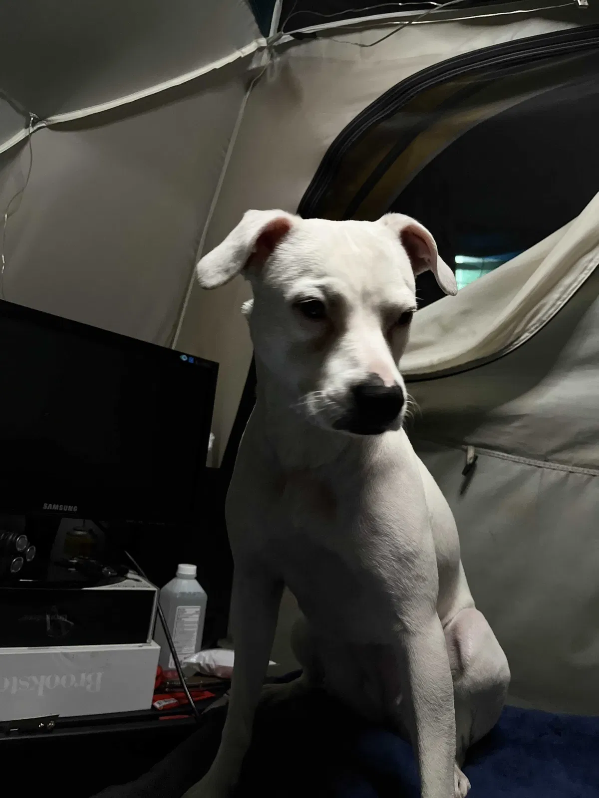 Lost dog in Santa Cruz, CA, 95062