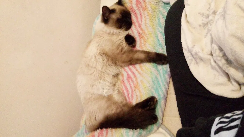 Lost cat in Salt Lake City, UT, 84121