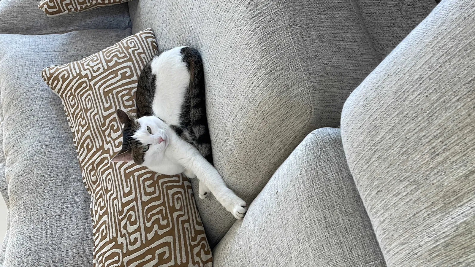 Lost cat in Dickinson, TX, 77539