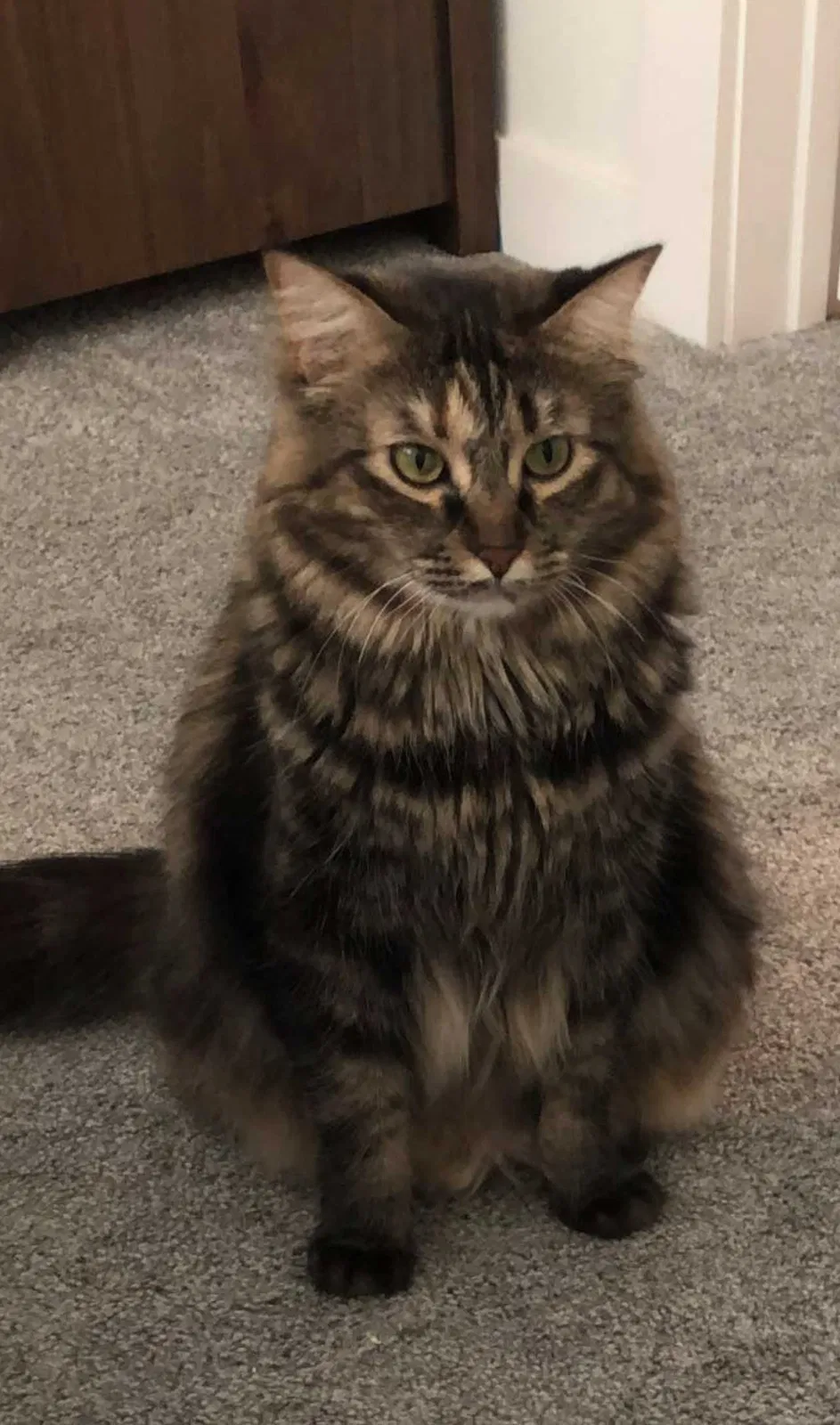 Lost cat in Fairhope, AL, 36532