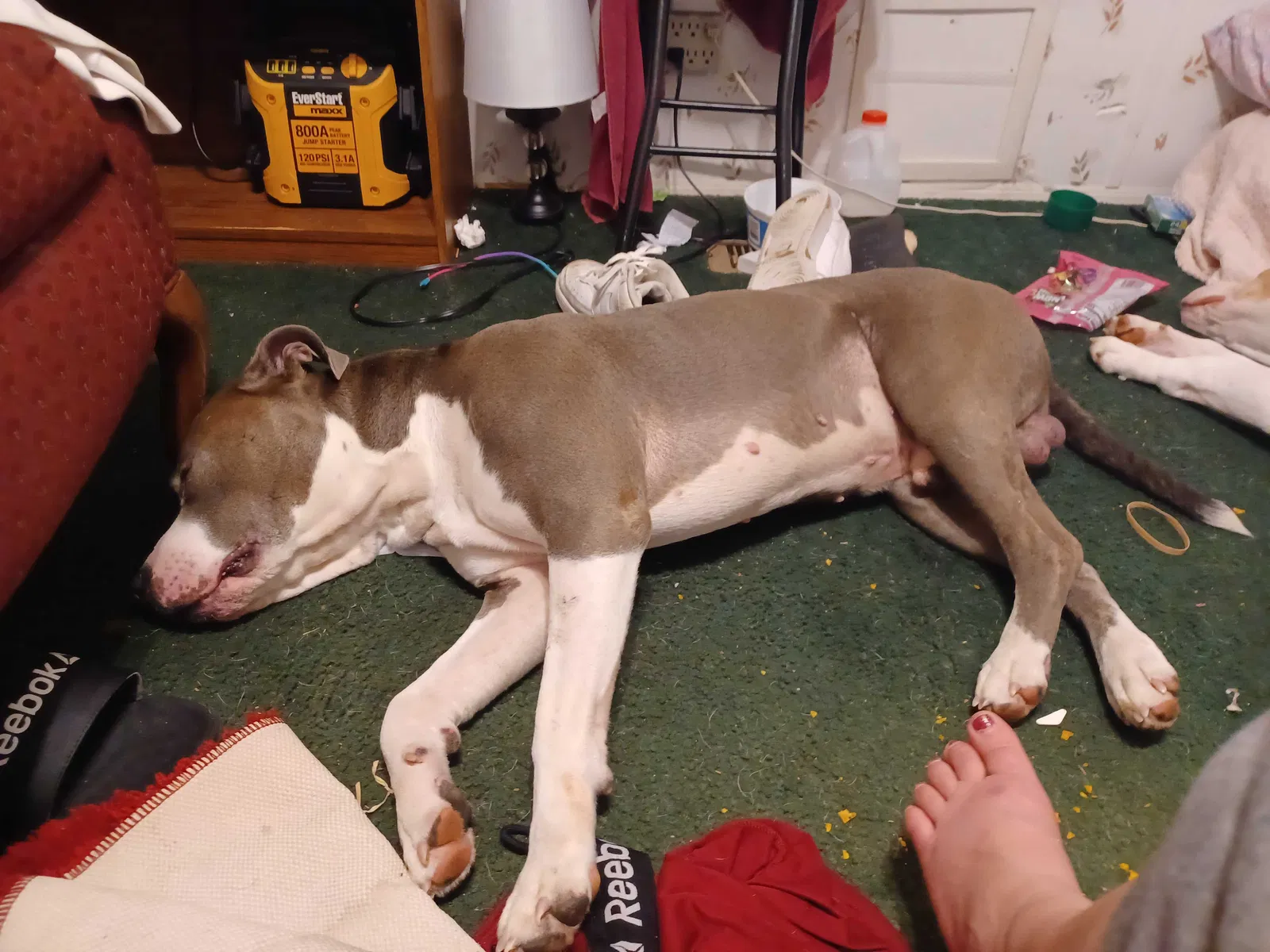Found dog in Rockaway Beach, MO, 65740