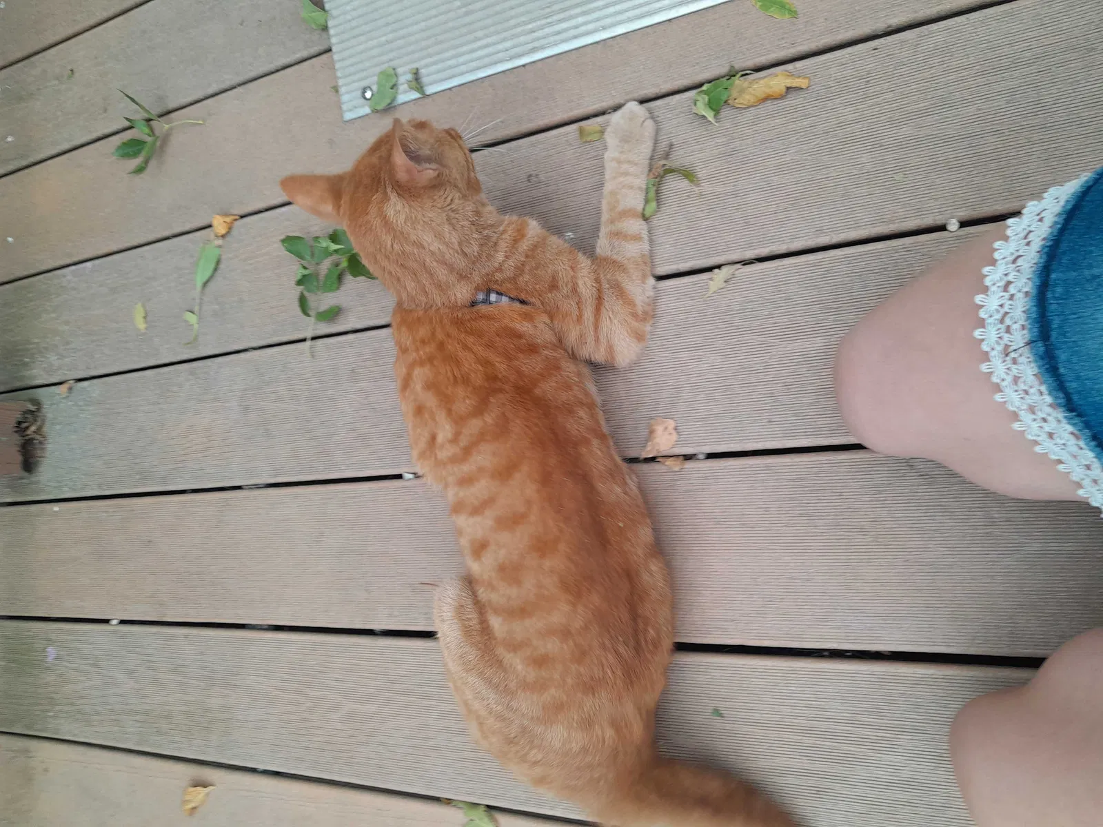 Lost cat in Hartley, IA, 51346